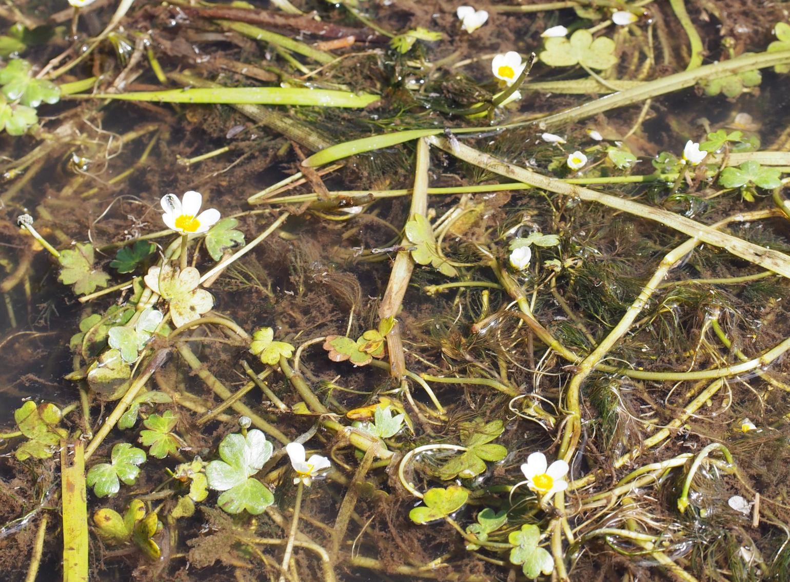 Crowfoot, Water